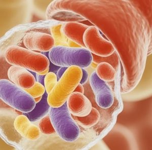 atelier immunite en questions kinesiologie sudest vanden houdt pierre jean bis Kinésiologie Sud-Est